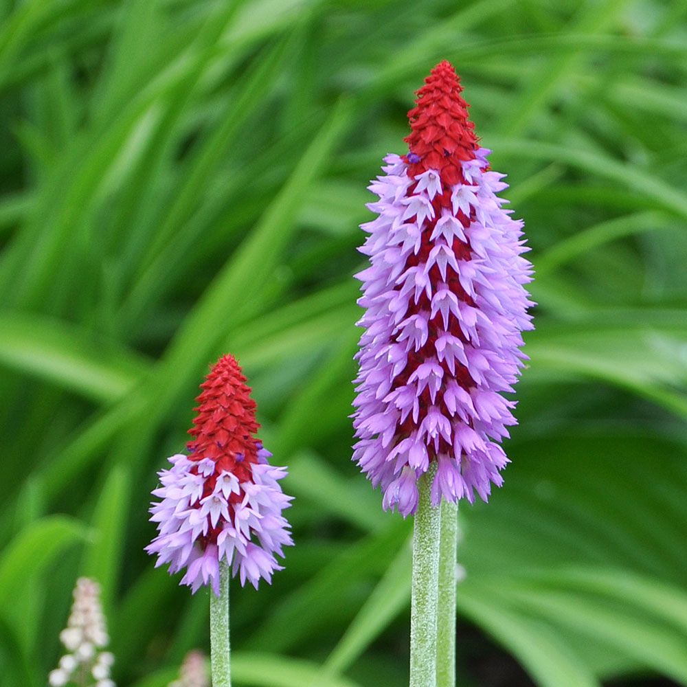 Orchideen-Primel 'Orchid Primrose'