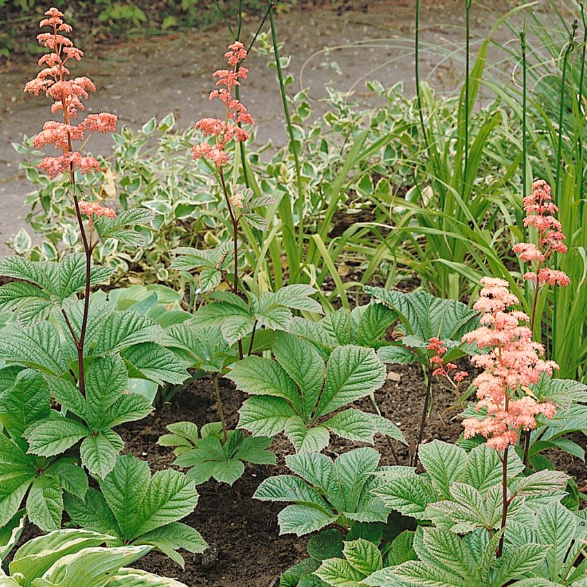 Fiederblättriges Schaublatt