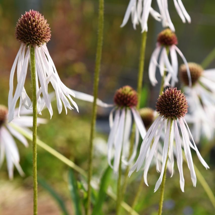 Blasser Sonnenhut 'Hula Dancer'