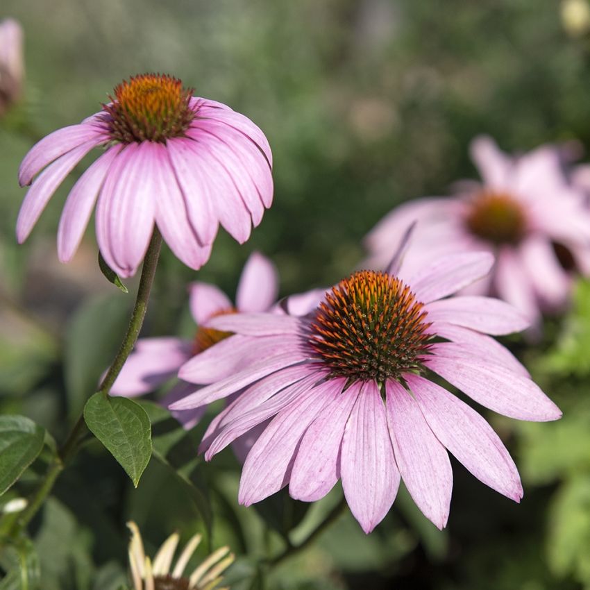 Roter Sonnenhut 'Magnus'