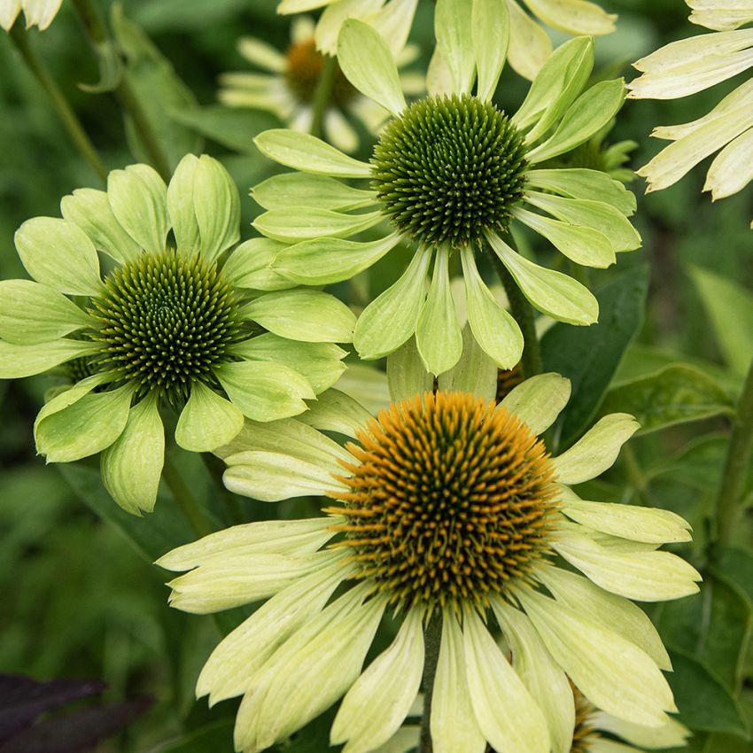 Sonnenhut 'Alan's Pride'