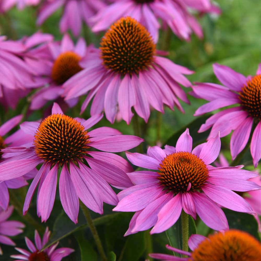 Scheinsonnenhut 'Feeling Pink'