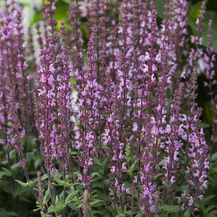 Steppen-Salbei 'Merleau Rose'