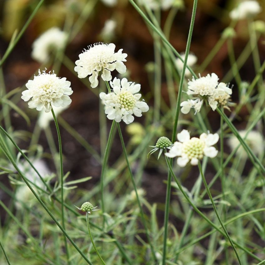 Gelbe Skabiose 'Moon Dance'