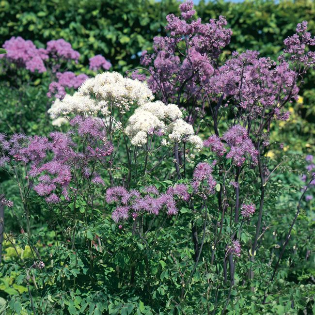 Akeleiblättrige Wiesenraute