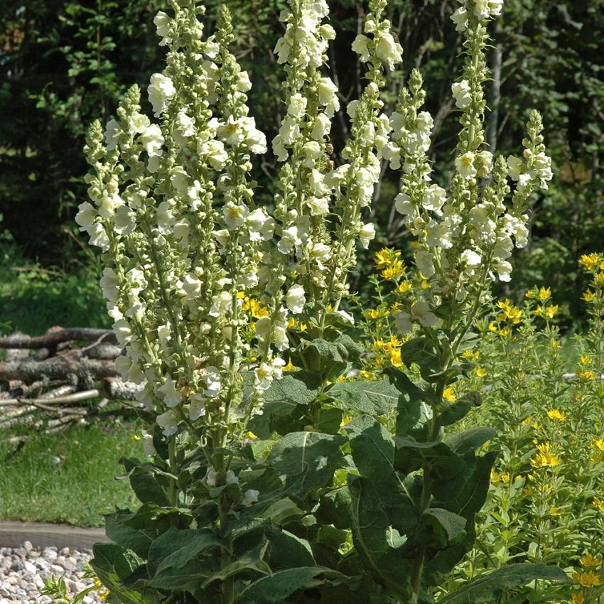 Wildblumen-Königskerze