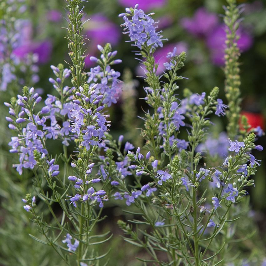 Gefiederter Ehrenpreis 'Blue Feathers'