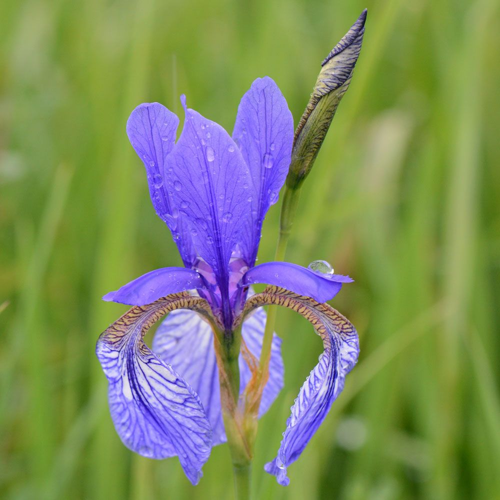 Wiesen-Schwertlilie ’New Hybrids'