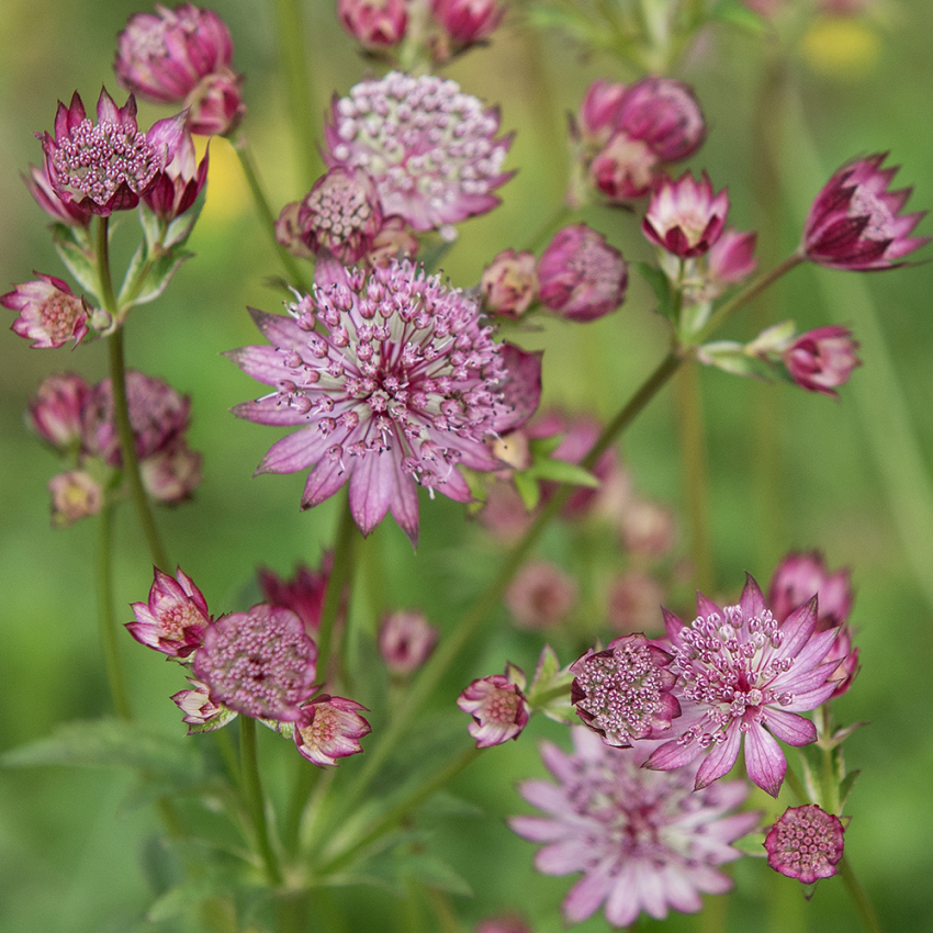 Sterndolde 'Rose Symphony'