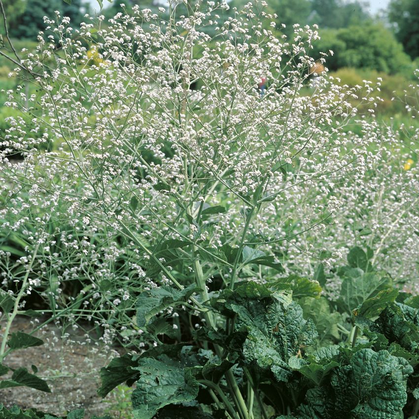 Herzblättriger Blütenkohl