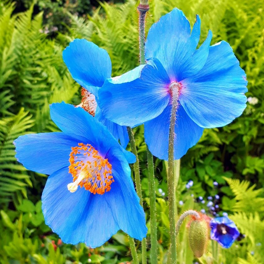 Blauer Scheinmohn