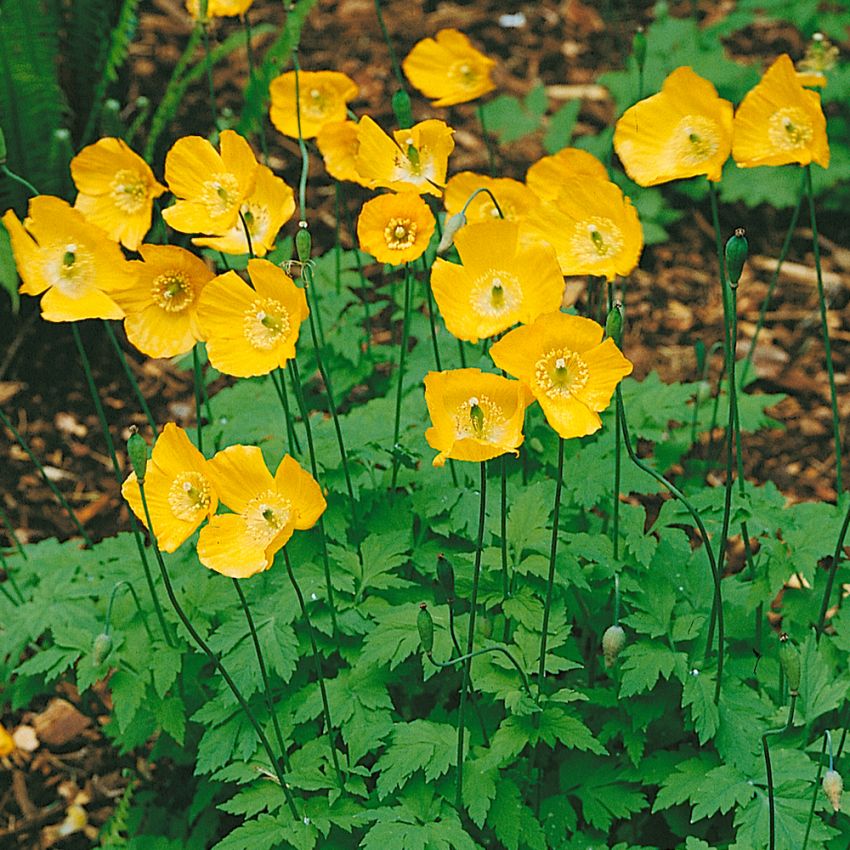 Wald_Scheinmohn