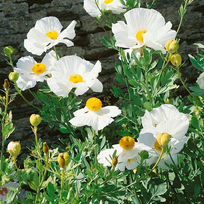 Kalifornischer Baummohn