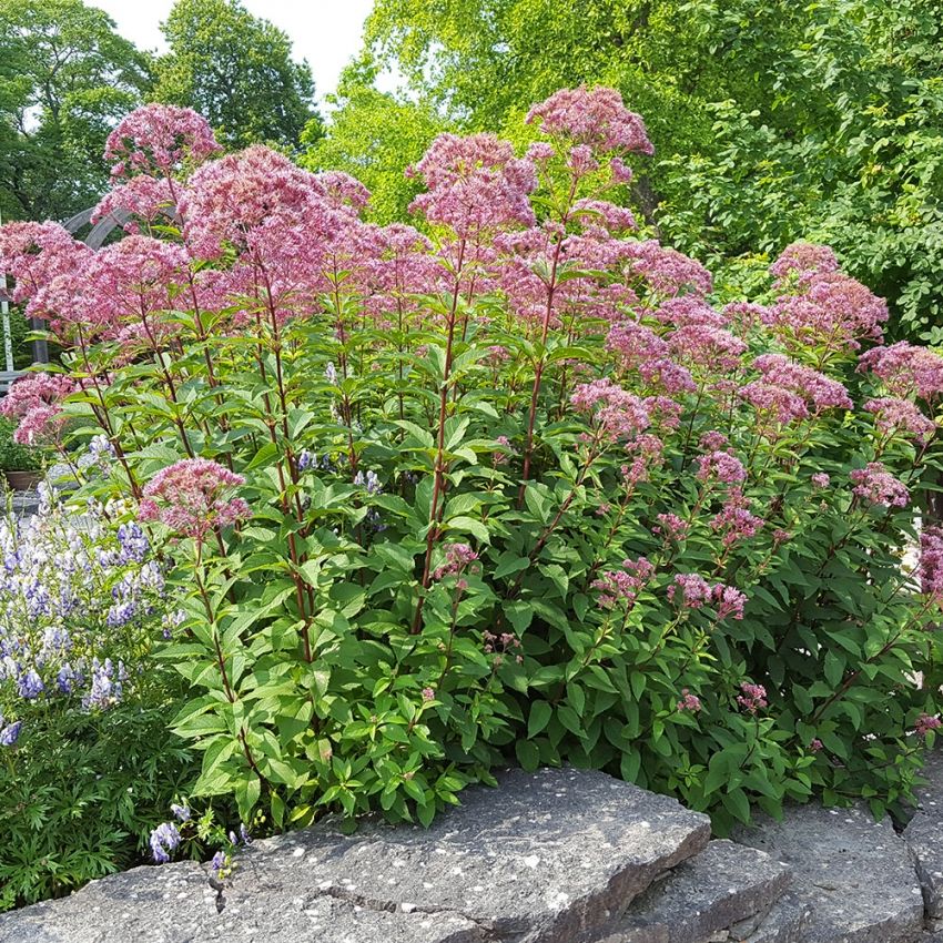 Wasserlos 'Atropurpureum'