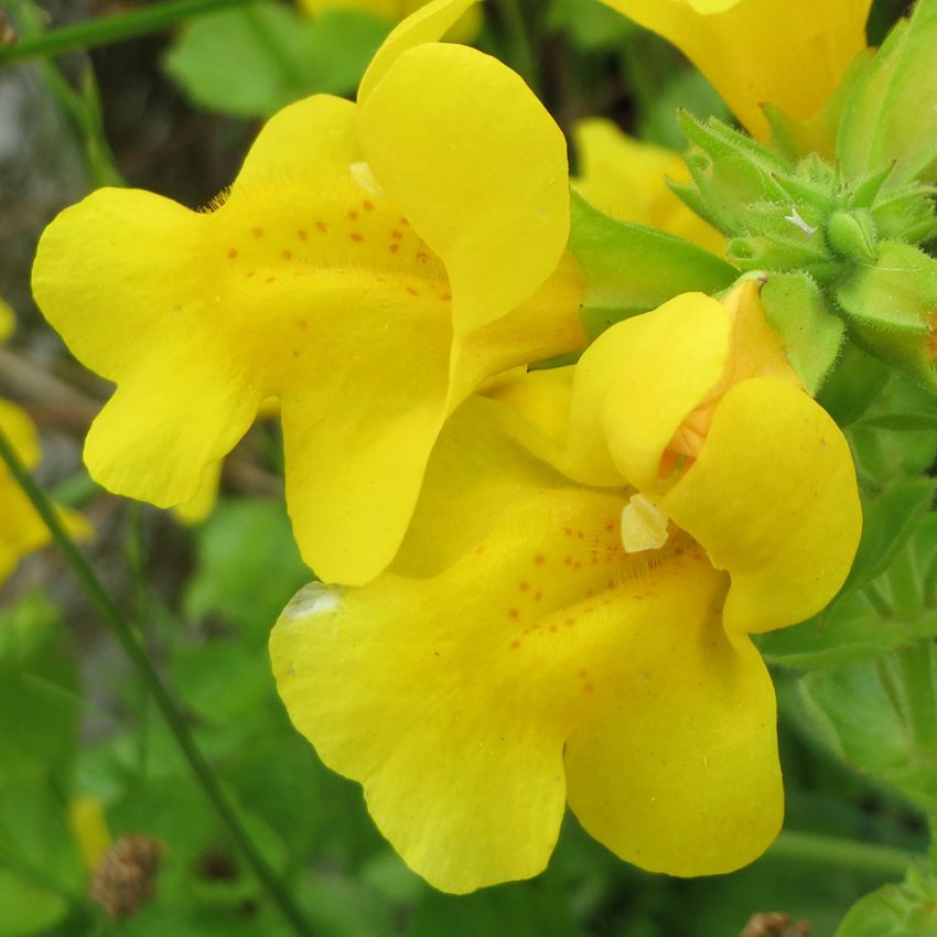 Gelbe Gauklerblume