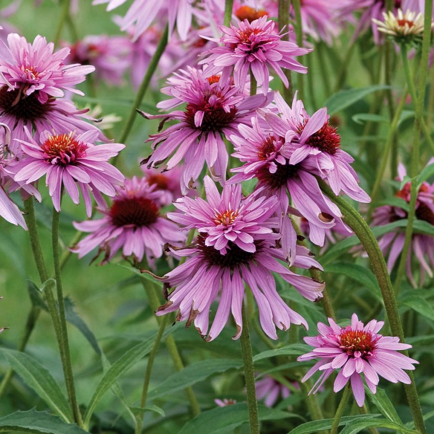 Roter Sonnenhut 'Indianer'