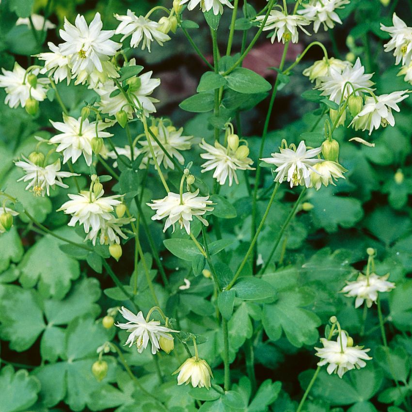 Klematis-Akelei 'Green Apples'