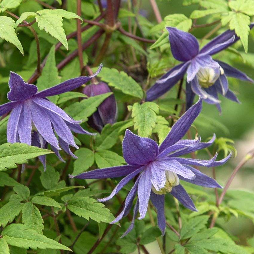 Großblumige Waldrebe 'Large Hybrids'