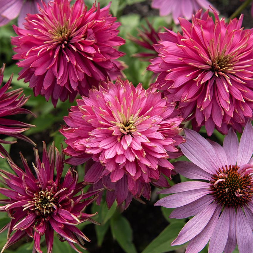 Sonnenhut 'Paradiso Super-Duper'