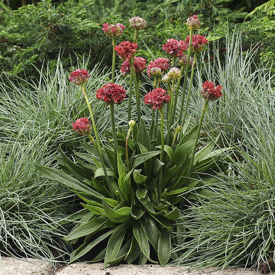 Breitblättrige Grasnelke 'Ballerina Red'