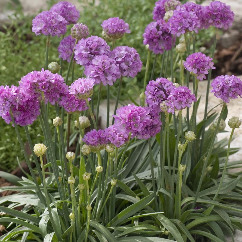 Breitblättrige Grasnelke 'Ballerina Lilac'