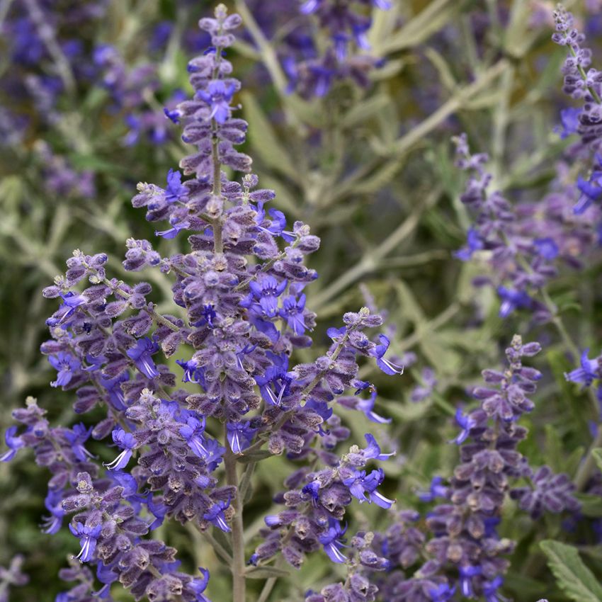 Blauraute 'Blue Steel'