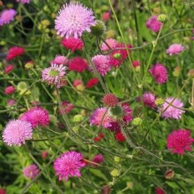 Mazedonische Witwenblume 'Melton Pastels'