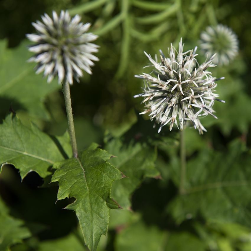 Kugeldistel 'Star Frost'