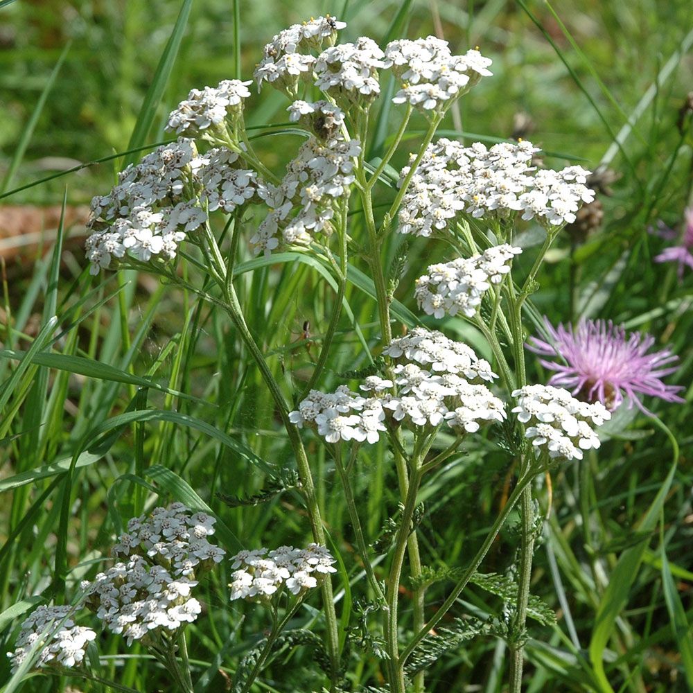 Gewöhnliche Schafgarbe