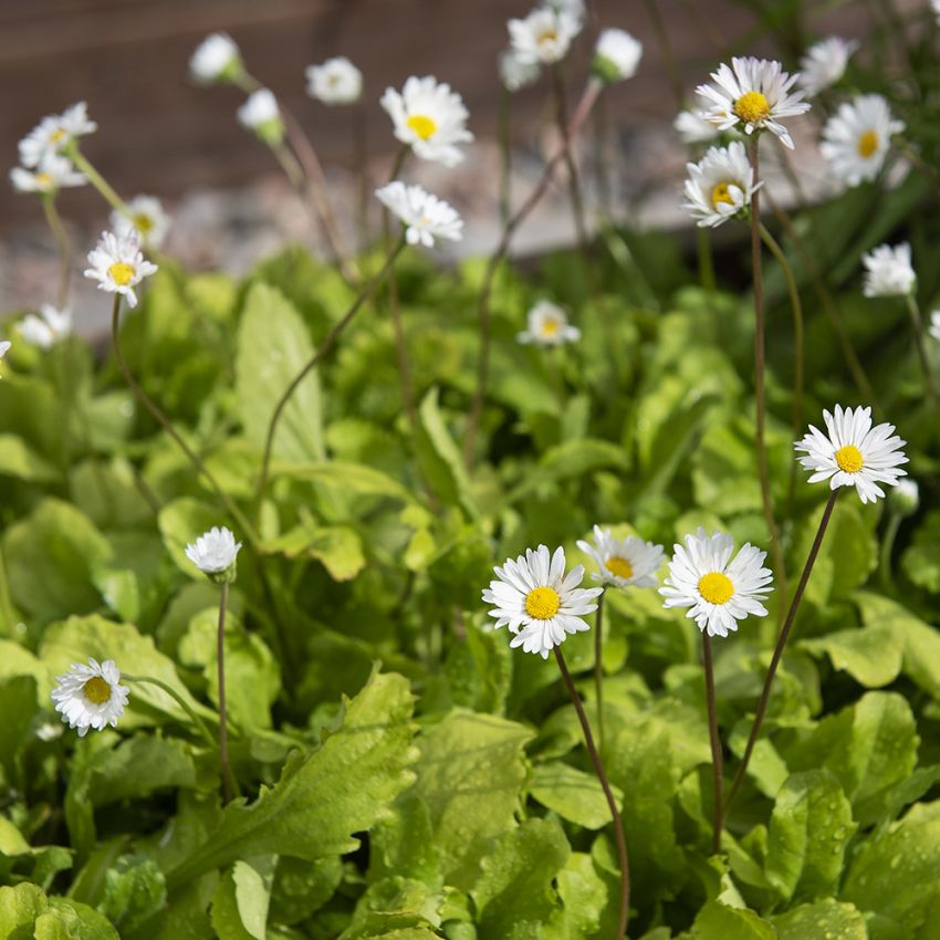 Gänseblümchen