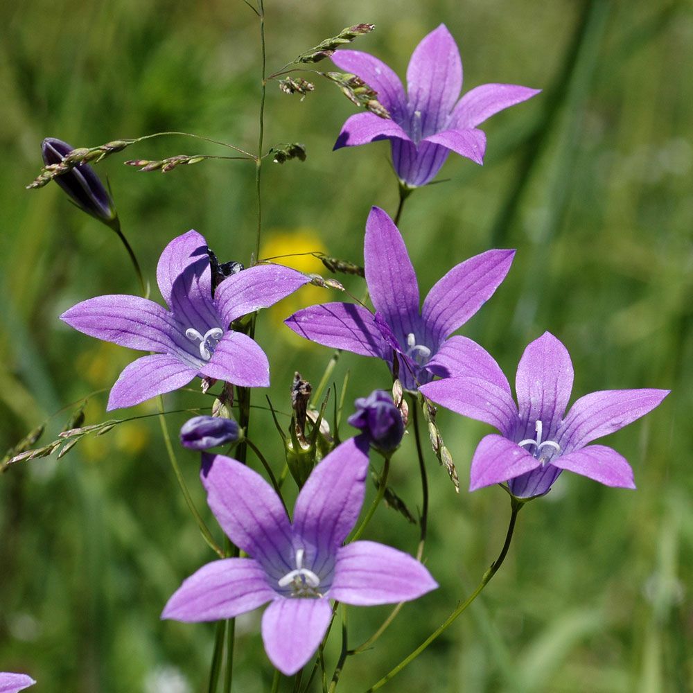 Wiesenglockenblume