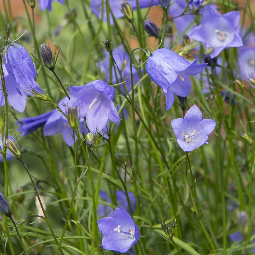 Rundblättrige Glockenblume