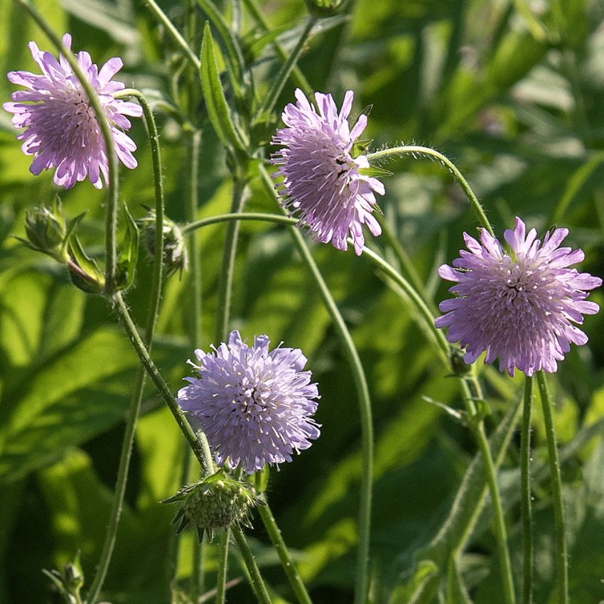 Ackere-Witwenblume