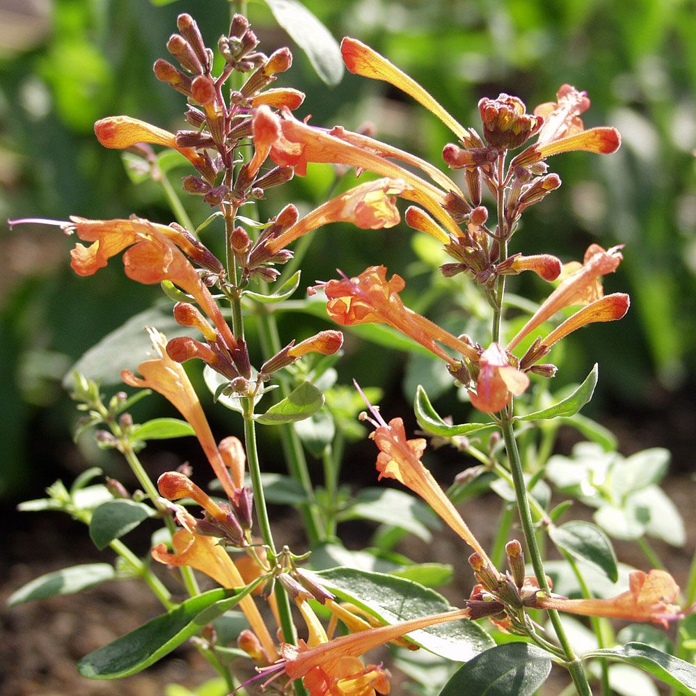 Orange Duftnessel 'Apricot Sprite'