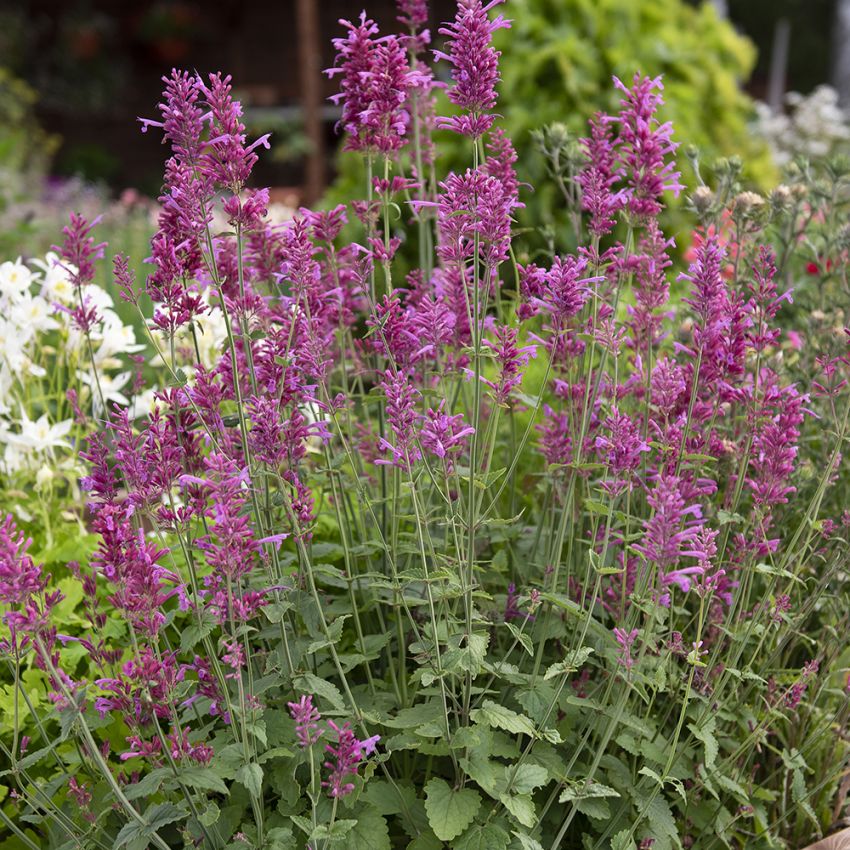 Rosaviolette Duftnessel 'Heather Queen'