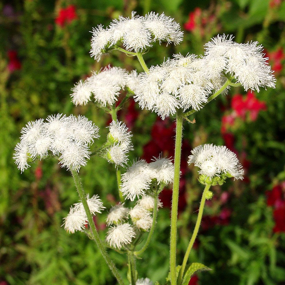 Leberbalsam 'Dondo White'