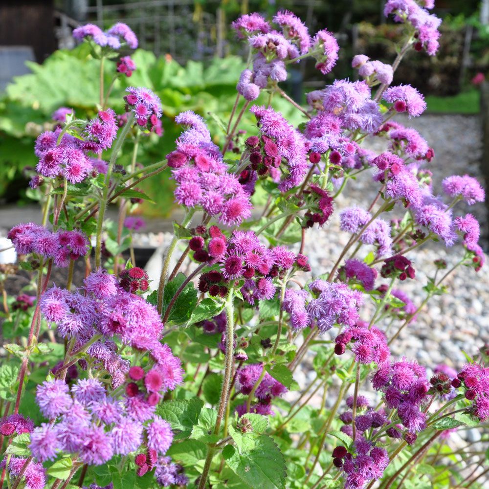 Leberbalsam 'Red Cutting'