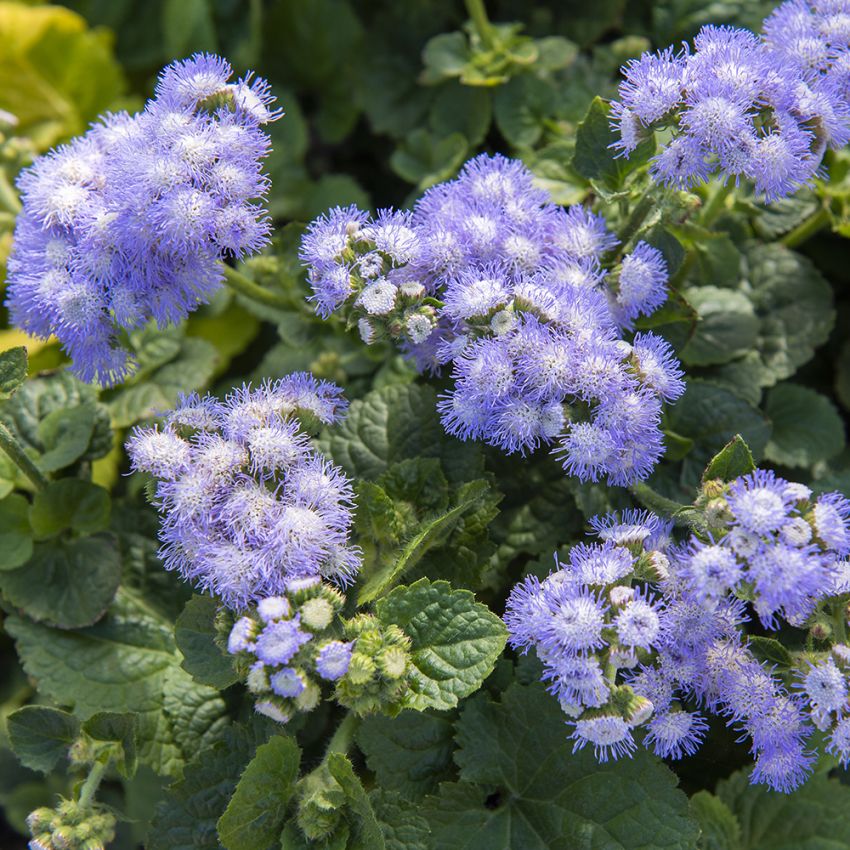 Leberbalsam 'Leda'