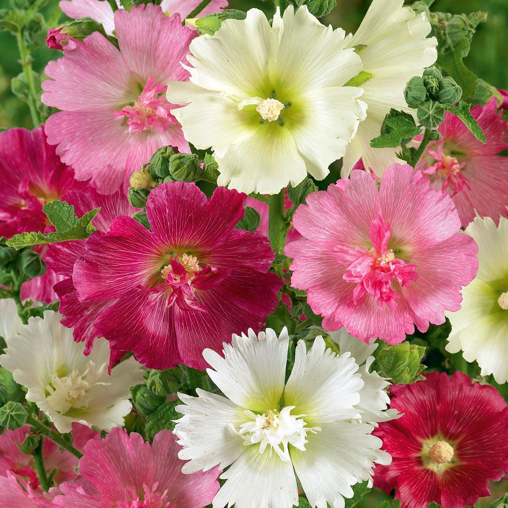 Stockrose 'Majorette'