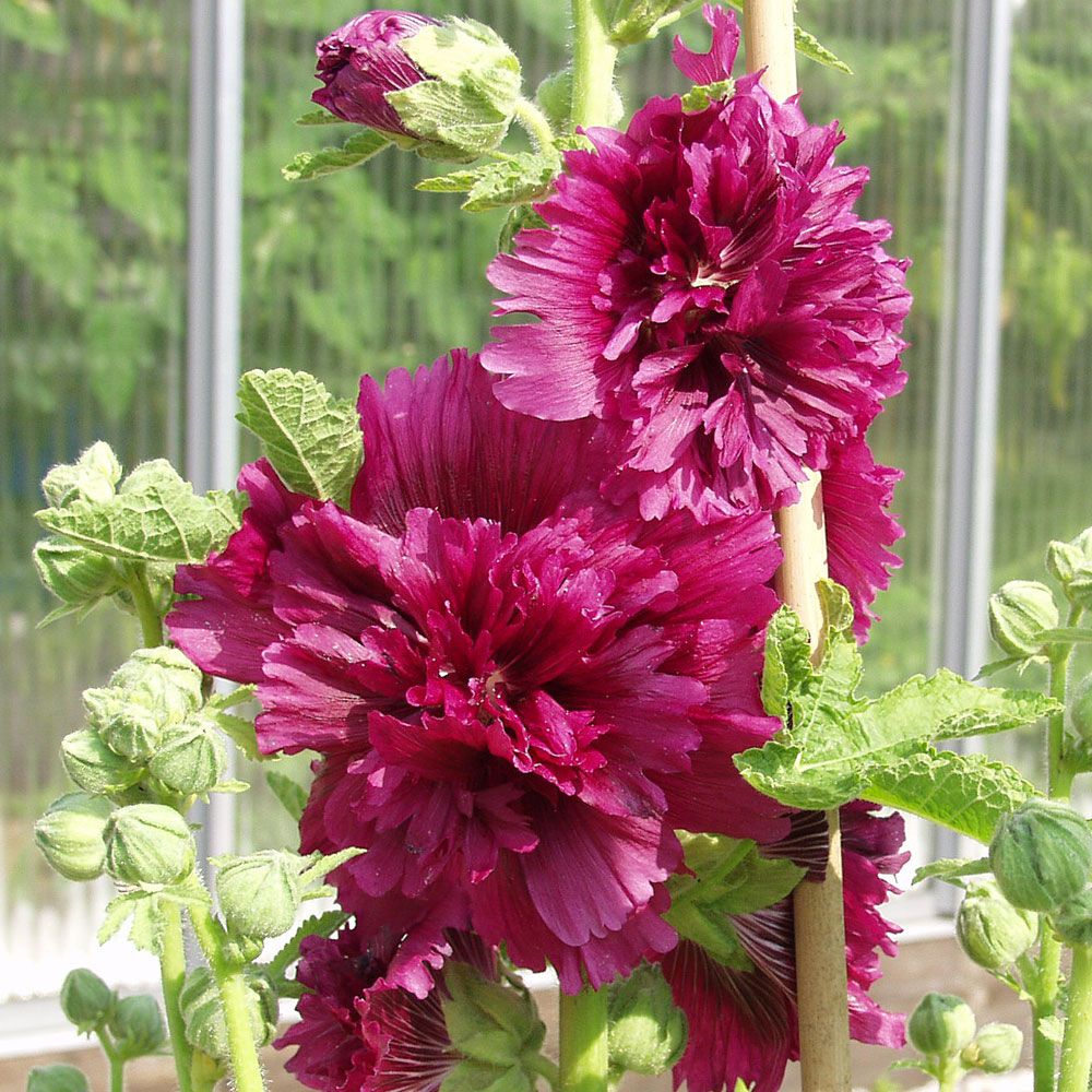 Stockrose 'Queeny Purple'