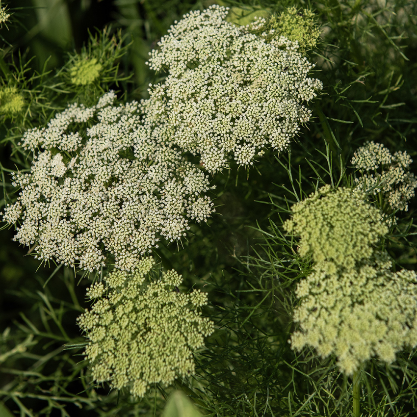 Bischofskraut 'Green Mist'