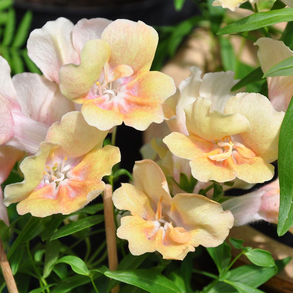 Löwenmaul F1 'Twinny Peach'