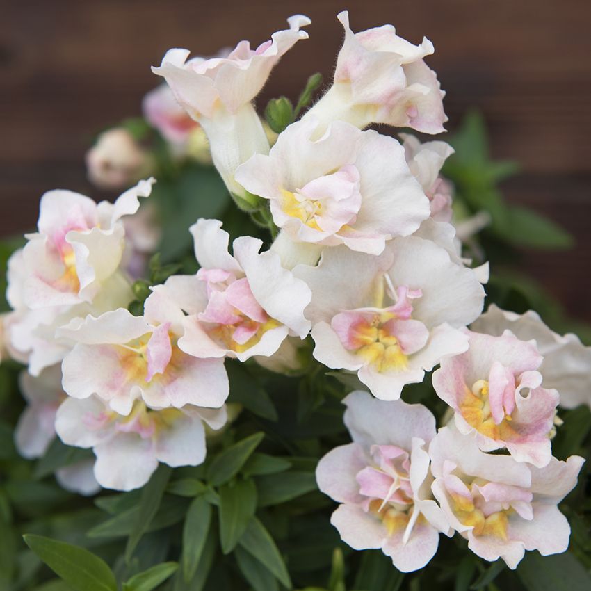 Löwenmaul F1 'Twinny Appleblossom'