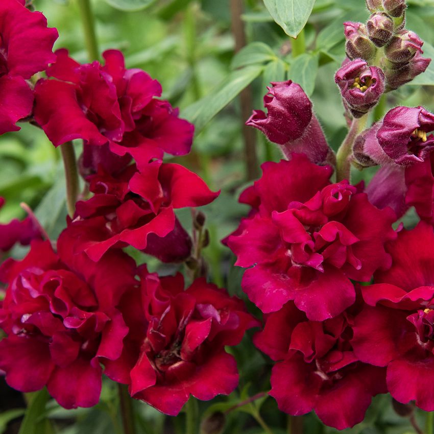 Löwenmaul F1 'Madame Butterfly Red'