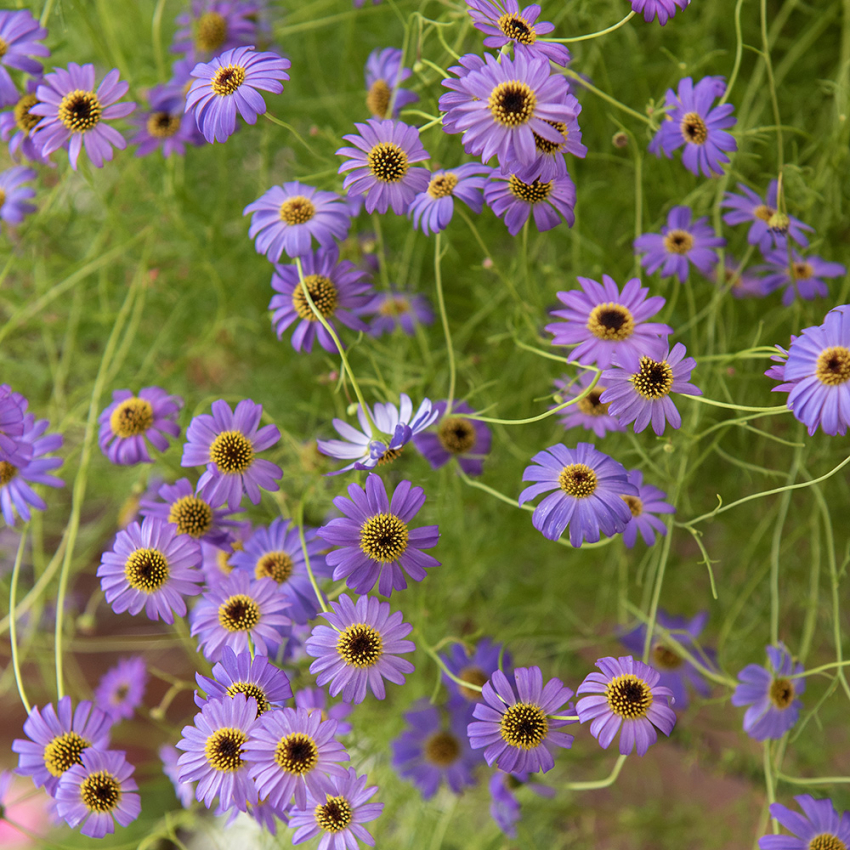 Blaues Gänseblümchen 'Blue Splendour'