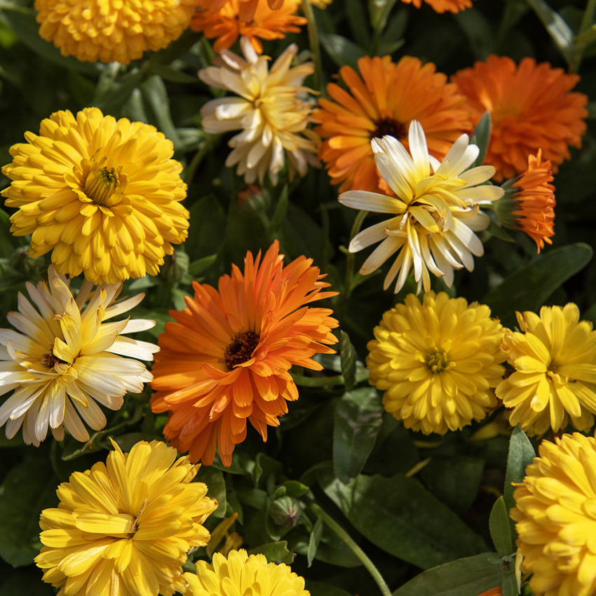 Ringelblume 'Fiesta Gitana' in der Gruppe Samen / Einjährige Blumen bei Impecta Fröhandel (8194)