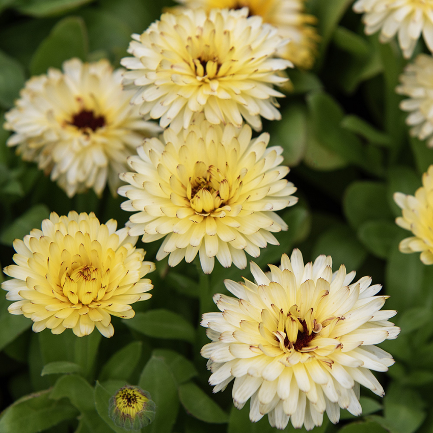 Ringelblume 'Bon Bon Light Yellow'