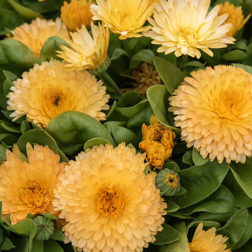 Ringelblume 'Bon Bon Apricot'