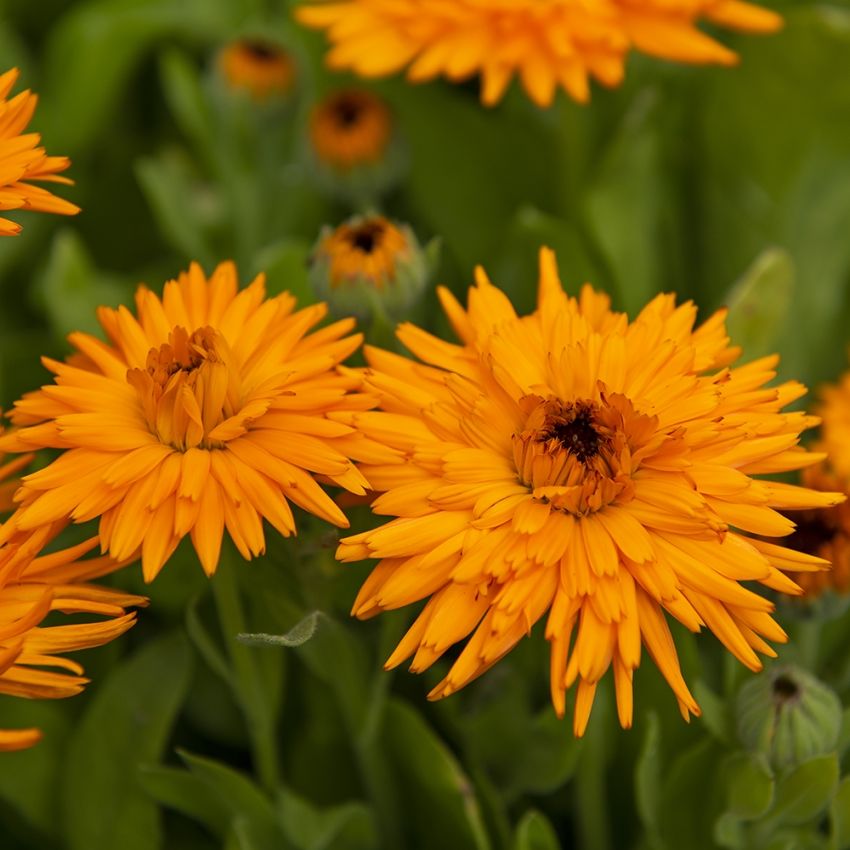 Ringelblume 'Calexis Orange'