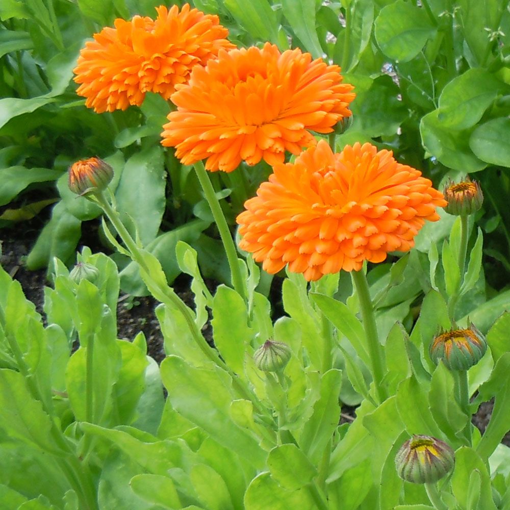 Ringelblume 'Orange King'